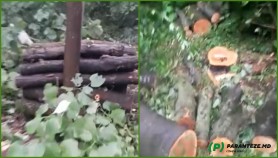 Deși s-a introdus moratoriu timp de 3 ani, la Strășeni continuă să fie tăiată pădurea. Explicația Moldsilva